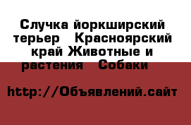Случка йоркширский терьер - Красноярский край Животные и растения » Собаки   